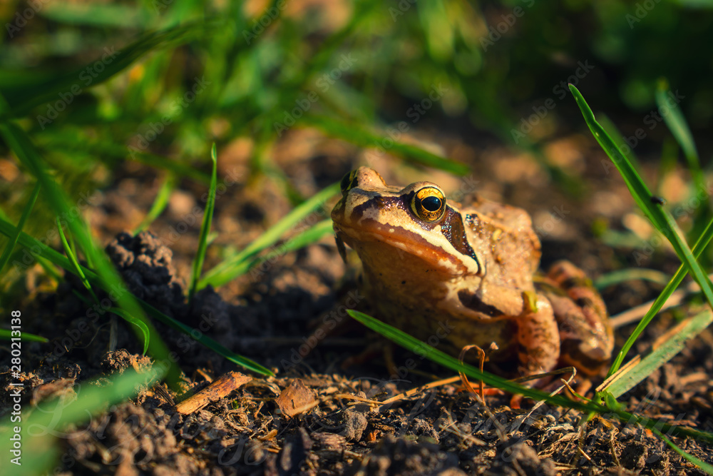 Fototapeta premium Agile frog on brown ground