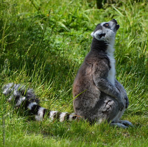 The ring-tailed lemur (Lemur catta) is a large strepsirrhine primate and the most recognized lemur due to its long, black and white ringed tail.  photo