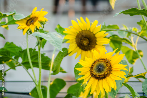Young sunflower blossoms lit by the afternoon sun