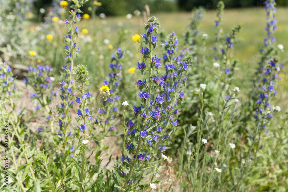 Naklejka premium Fingerhut Pflanze