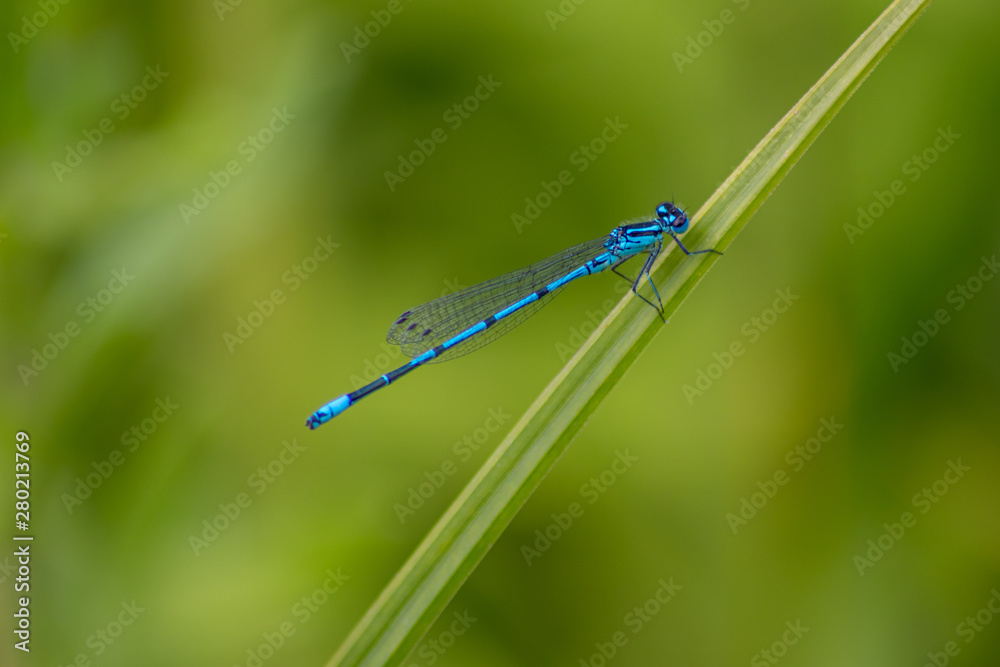 Strahlend blaue Azurjungfer posiert auf einem Schilfblatt vor grünem Hintergrund mit viel copy space für ein Insekten-Portrait mit Profilansicht Strahlend blaue Azurjungfer posiert auf einem Schilfblatt vor grünem Hintergrund mit viel copy space für ein Insekten-Portrait mit Profilansicht