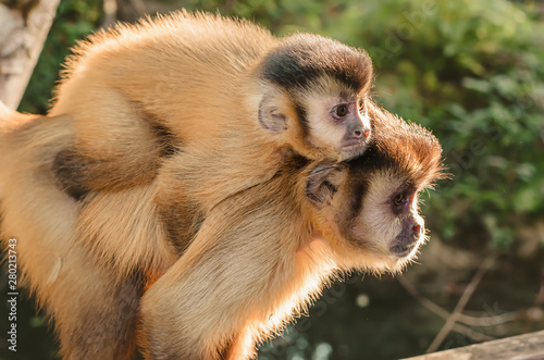 Wild monkeys in the jungle. Monkey carrying his cub on the back. Primate Macaco Prego - Sapajus gender. Brazilian - south american animal. photo