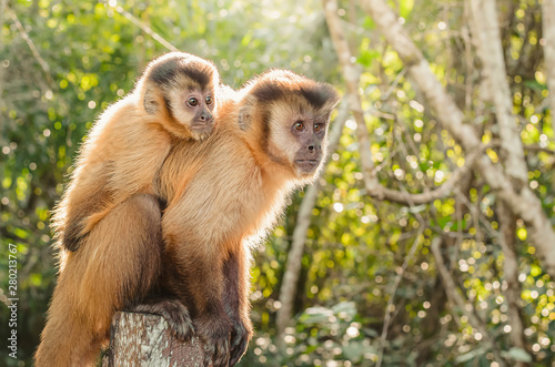 Wild monkeys in the jungle. Monkey carrying his cub on the back over a stump. Primate Macaco Prego - Sapajus gender. Brazilian - south american animal.