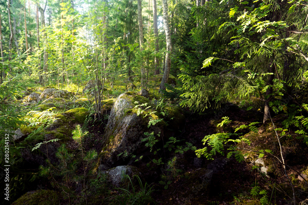 Giant stones with green moss in coniferous forest Giant stones with green moss in coniferous forest