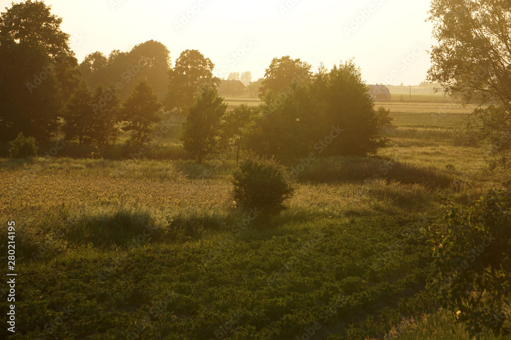 Sunset on the Belarusian field, golden trees and the air. The background. Nature of Belarus