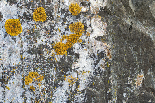 Natural backgound. Texture of slatestone with lichen pattern photo