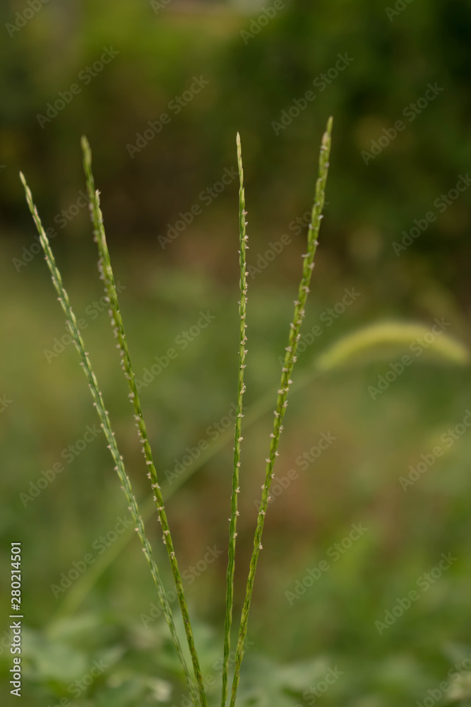 Grass high green plant field for design background Grass high green plant field for design background