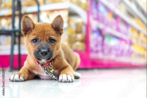 The dog that was raised in the pet shop