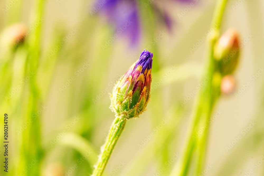 Flowers on a green background . Buds of cornflower. Close-up. Flowers on a green background . Buds of cornflower. Close-up.