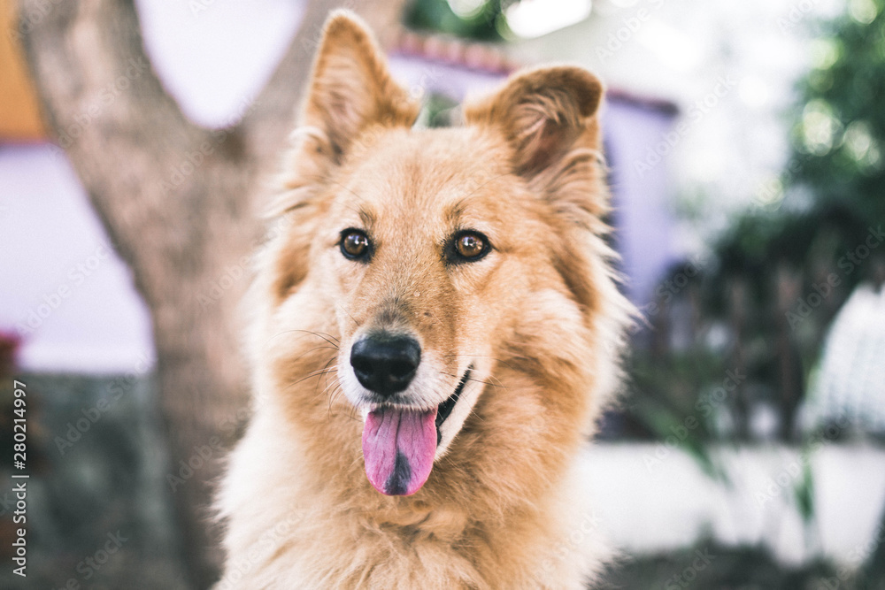 portrait of a dog portrait of a dog