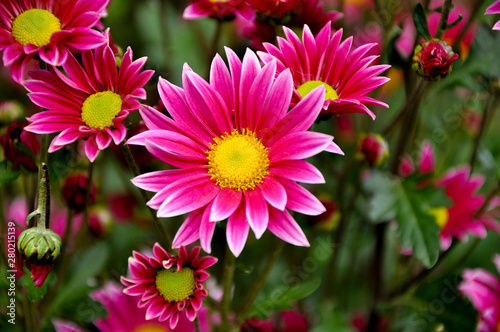 Bouquet of flowers with petals of pink color with a white finish and a yellow heart