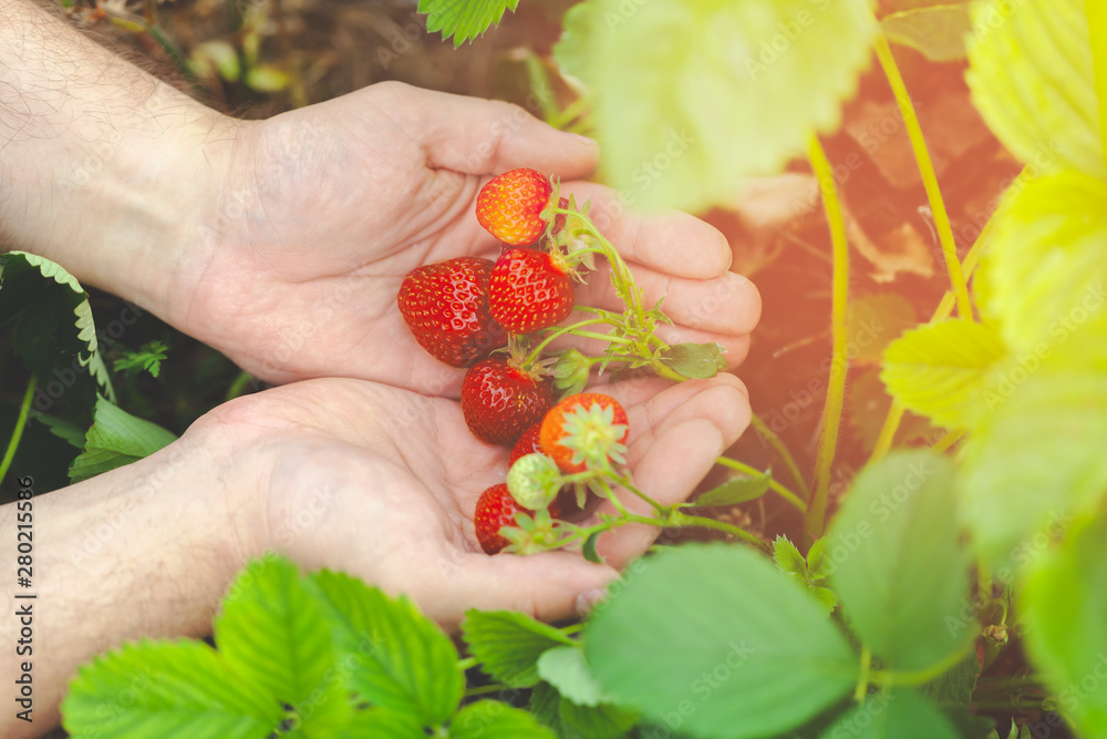 hands holding handful of ripe strawberries, farm field hands holding handful of ripe strawberries, farm field