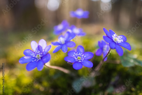 Frühblüher im Wald im Frühling