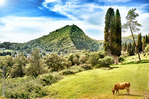 mountain summer landscape against blue sky clouds background wide view of settlement in valley in green forest mountains and meadow with cow eating grass scenery natural color postcard wallpaper