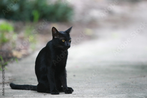 Black cat portrait on the street