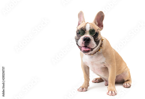 cute french bulldog wear glasses and sitting
