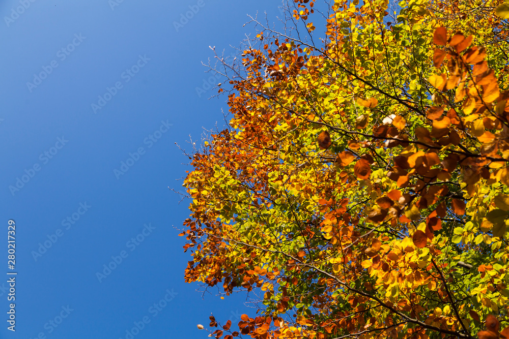 Blätter am Baum im Herbst