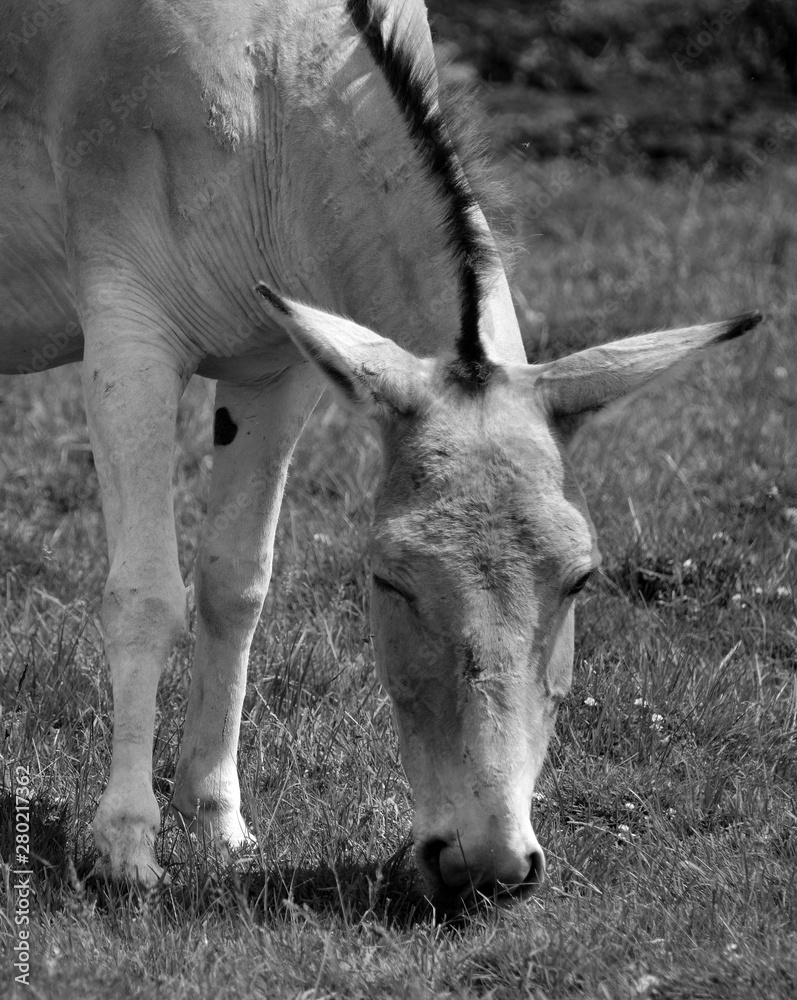 The onager (Equus hemionus), also known as hemione or Asiatic wild ass