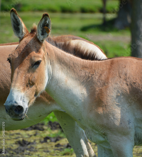The onager (Equus hemionus), also known as hemione or Asiatic wild ass is a species of the family Equidae (horse family) native to Asia.  photo
