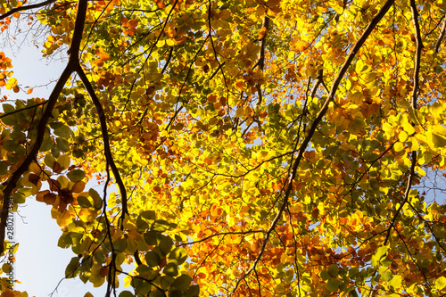 Herbstblätter am Baum