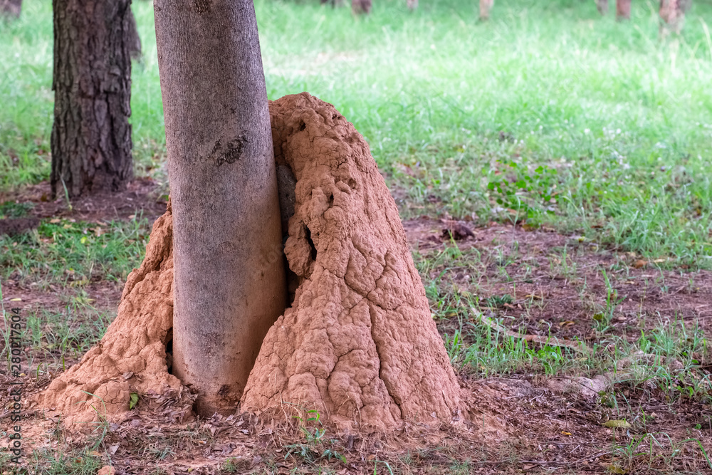 Fototapeta premium Anthill on Tree Trunk