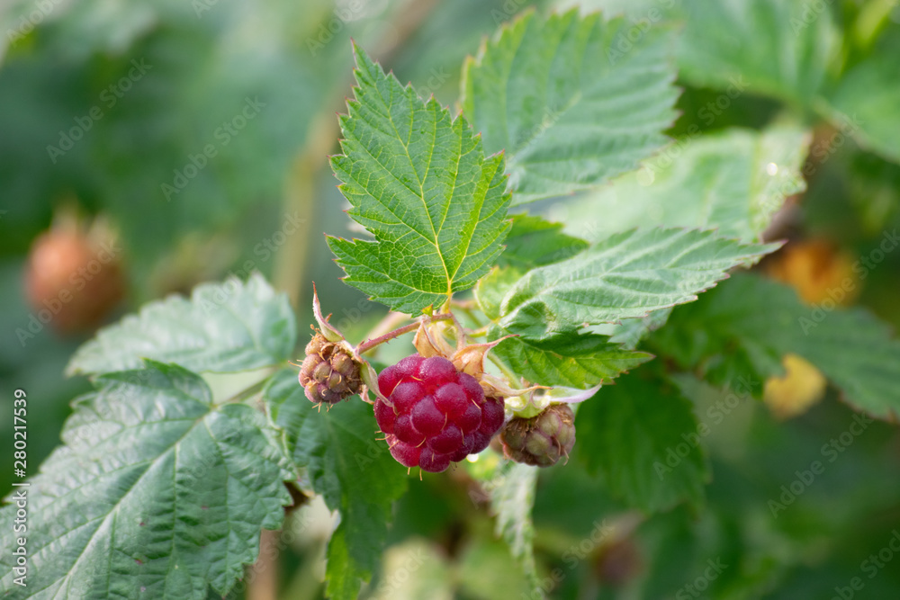 raspberry on a bush