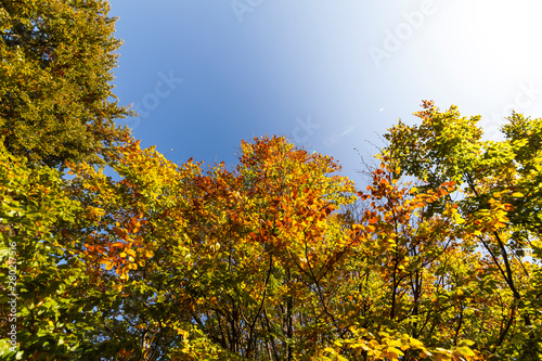 Herbstbl  tter am Baum