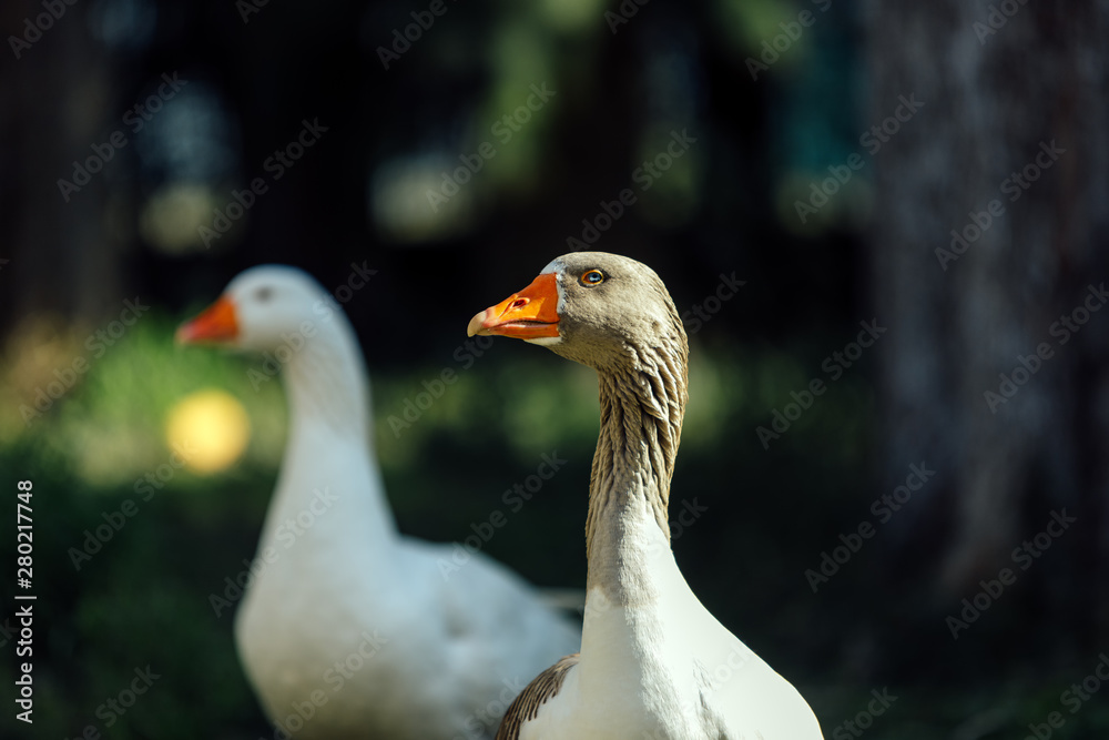 Two white and gray geese sunbathing on a farm