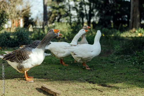 Group of white and gray geese walk through a farm