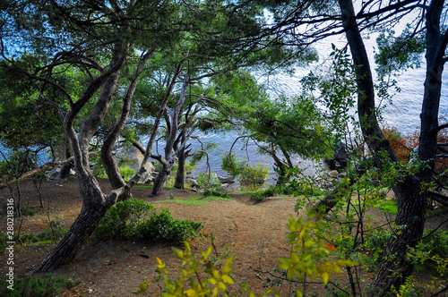 Old pine trees grow on a steep cliff on the beach