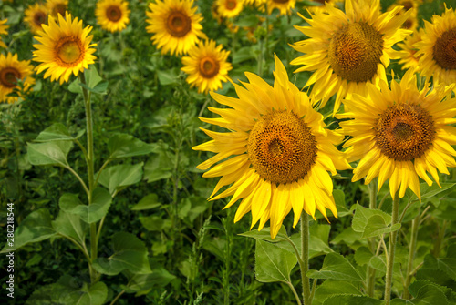 sunflower field on a sunny day