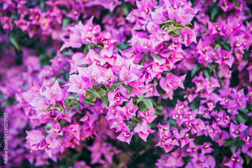 Bougainvillea flowers texture and background. Red flowers of bougainvillea tree. Close up view of bougainvillea red flower. Colorful purple flowers texture and background for designers
