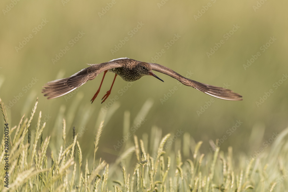 flying redshank in the salt marshes of the North Sea