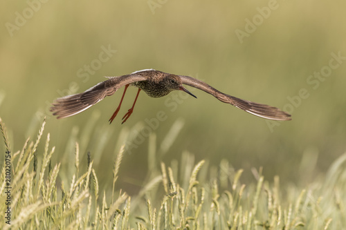 Obraz na płótnie flying redshank in the salt marshes of the North Sea w salonie