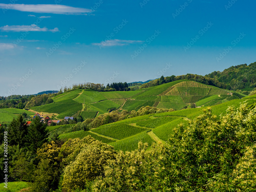 Green hills with summer vineyards in Black Forest