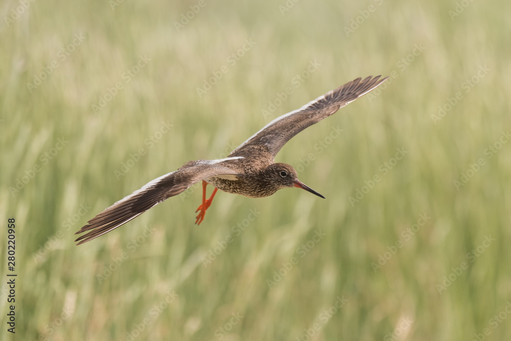 flying redshank in the salt marshes of the North Sea