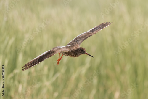 Obraz na płótnie flying redshank in the salt marshes of the North Sea w salonie