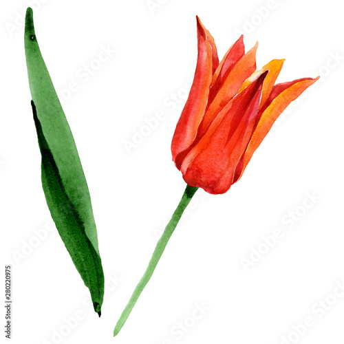 Orange tulip floral botanical flowers. Watercolor background illustration set. Isolated tulips illustration element.