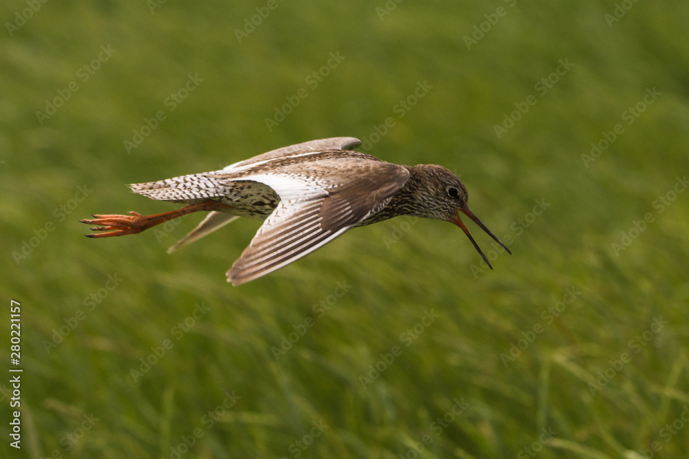 flying redshank in the salt marshes of the North Sea flying redshank in the salt marshes of the North Sea