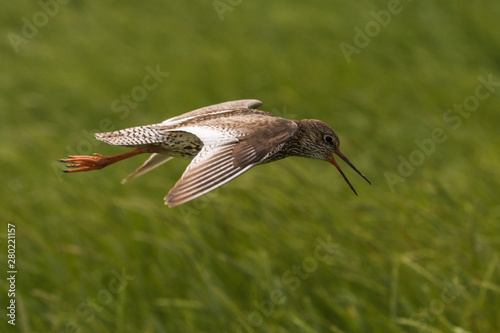 Obraz na płótnie flying redshank in the salt marshes of the North Sea w salonie
