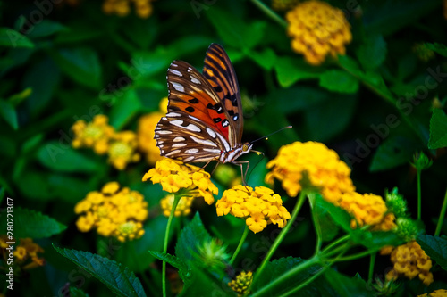 A beautiful butterfly and flowers background