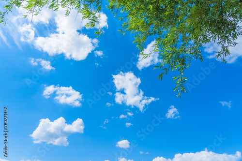 blue sky and cloud with green leaves