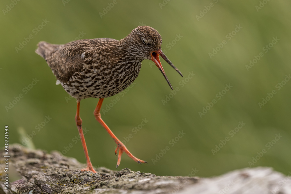 sitting redshank in the salt marshes of the North Sea