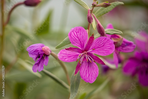 Fireweed along the Alaska Highway