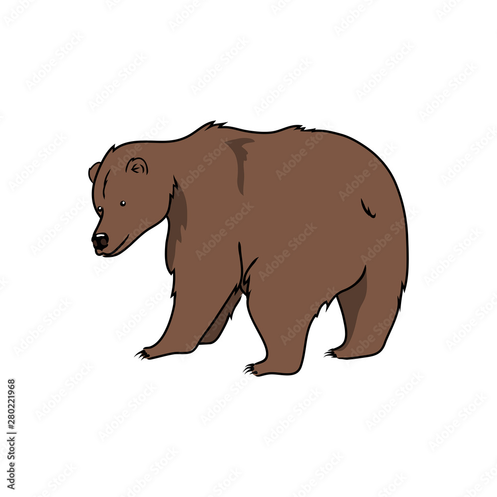 vector brown bear wild animal illustrarion