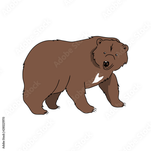 vector brown bear wild animal illustrarion