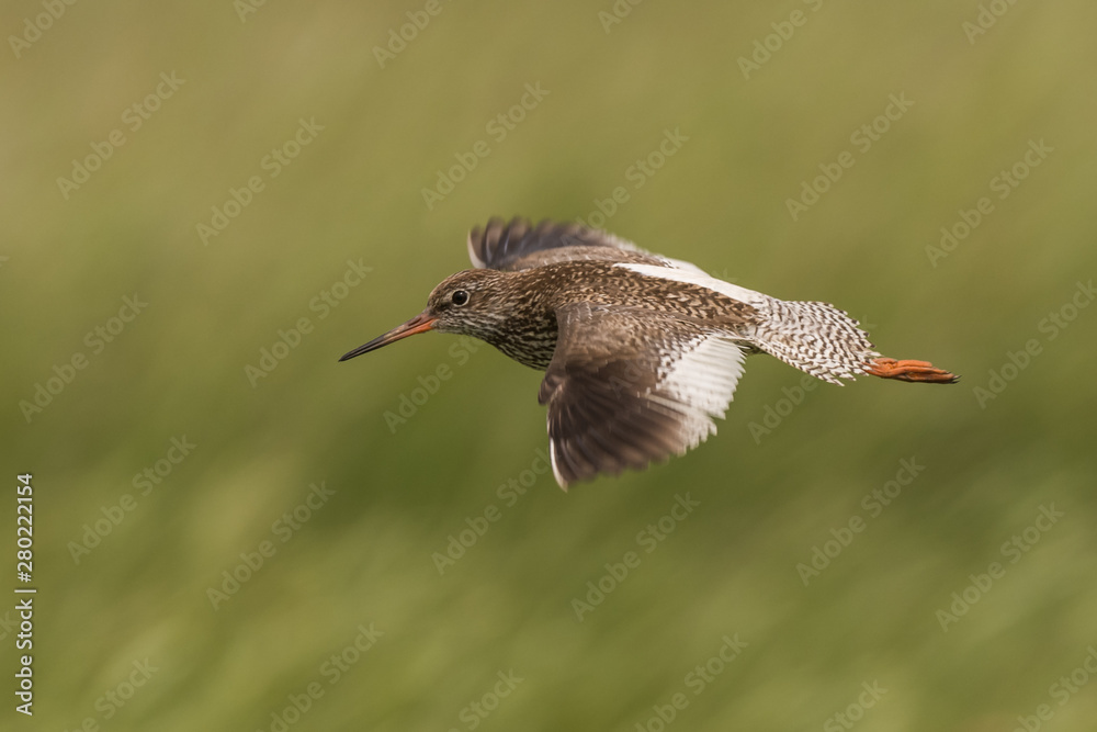 flying redshank in the salt marshes of the North Sea
