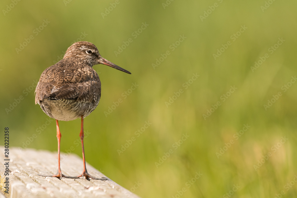sitting redshank in the salt marshes of the North Sea