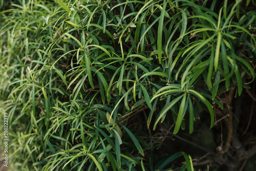 exotic beautiful plants. raw green plant.