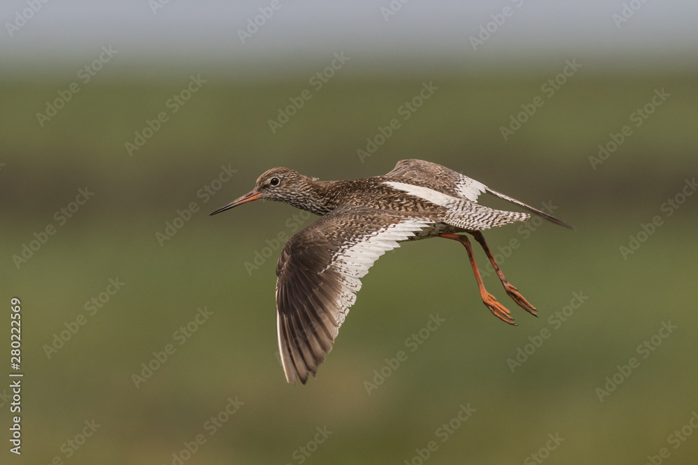 flying redshank in the salt marshes of the North Sea